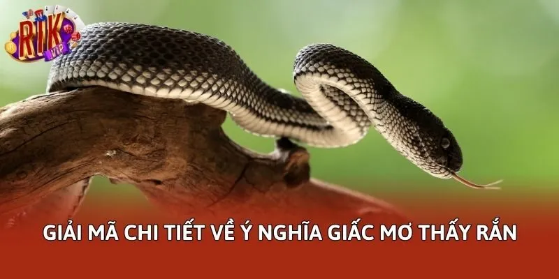 Giải mã chi tiết về ý nghĩa giấc mơ thấy rắn