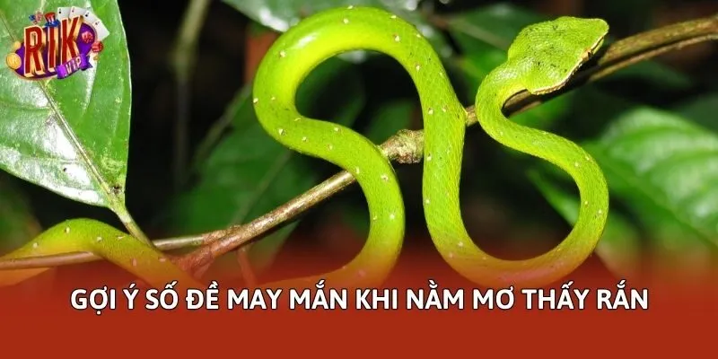 Gợi ý số đề may mắn khi nằm mơ thấy rắn