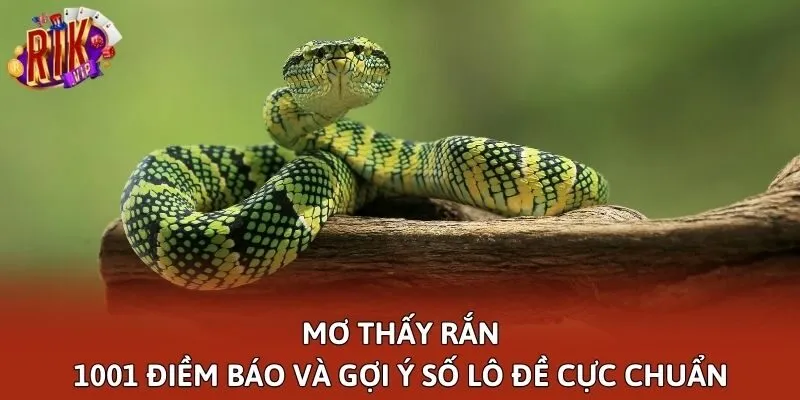 Mơ Thấy Rắn - 1001 Điềm Báo Và Gợi Ý Số Lô Đề Cực Chuẩn