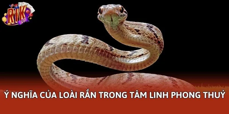 Ý nghĩa của loài rắn trong tâm linh phong thuỷ
